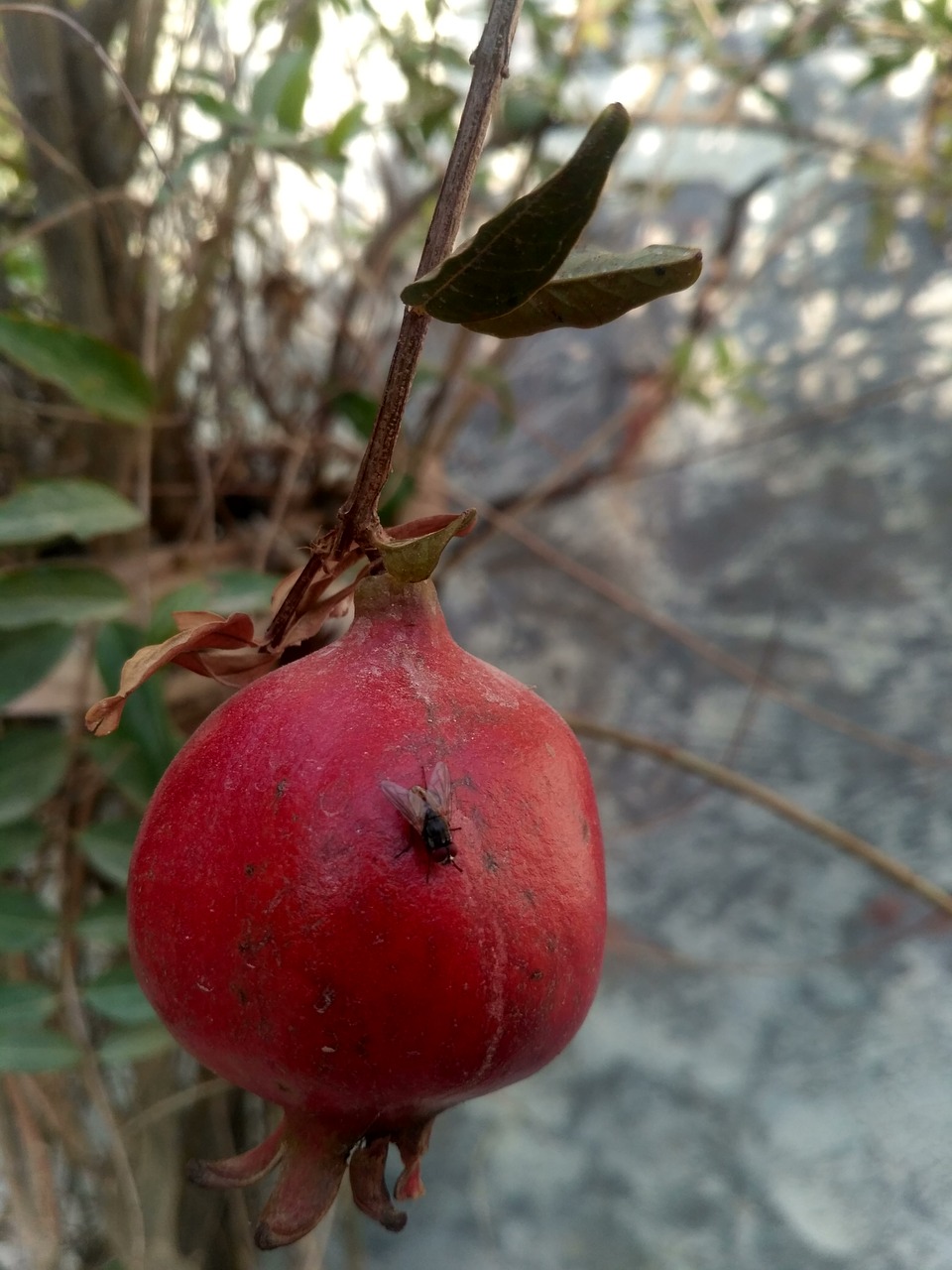 fruit leaf tree free photo