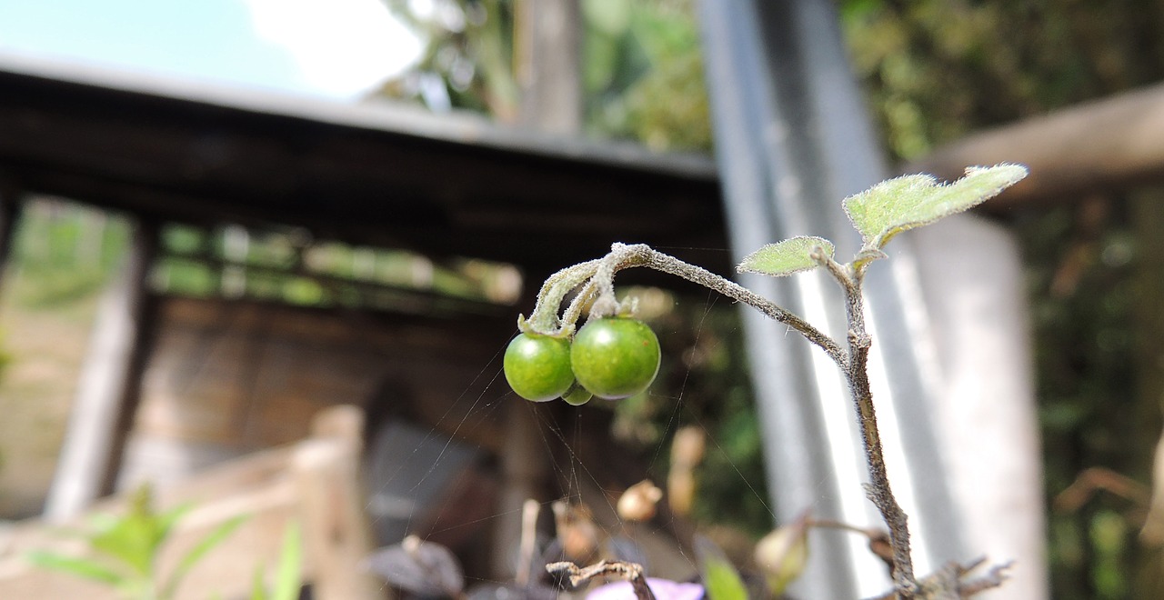 fruit plant garden free photo