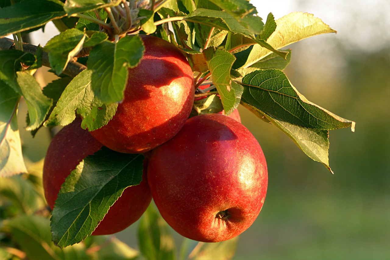 fruit apple malum free photo