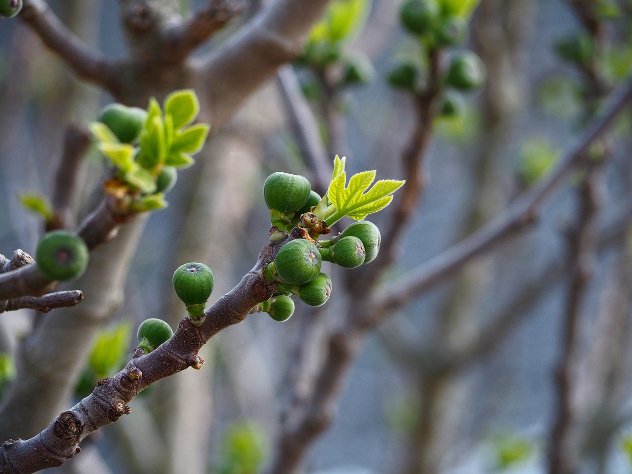 fruit mature botany free photo