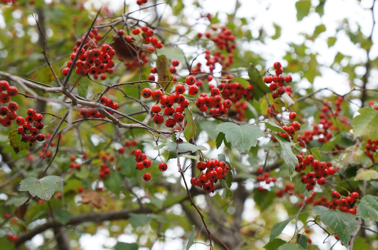 fruit red berries red free photo