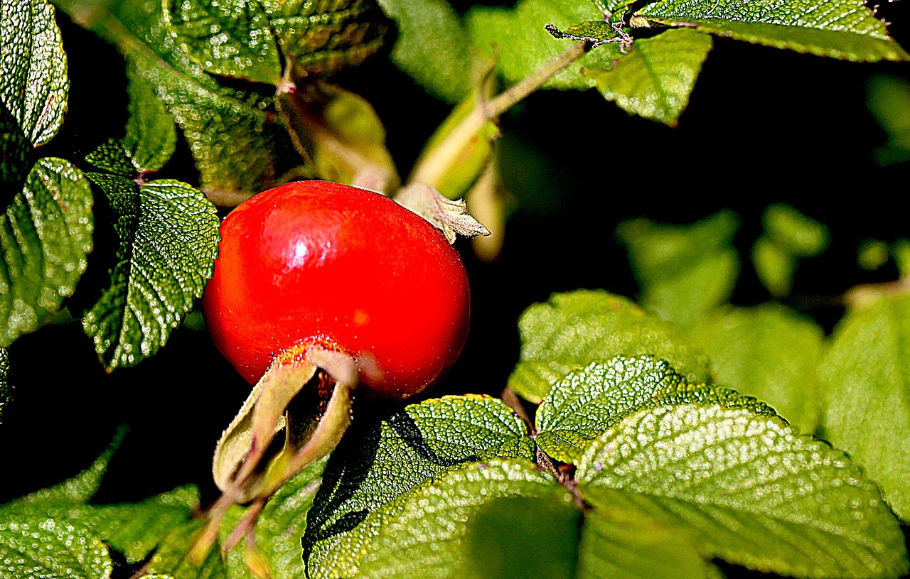 fruit rose hips rose dining free photo