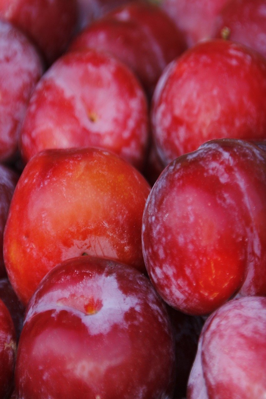 fruit plums red plums free photo