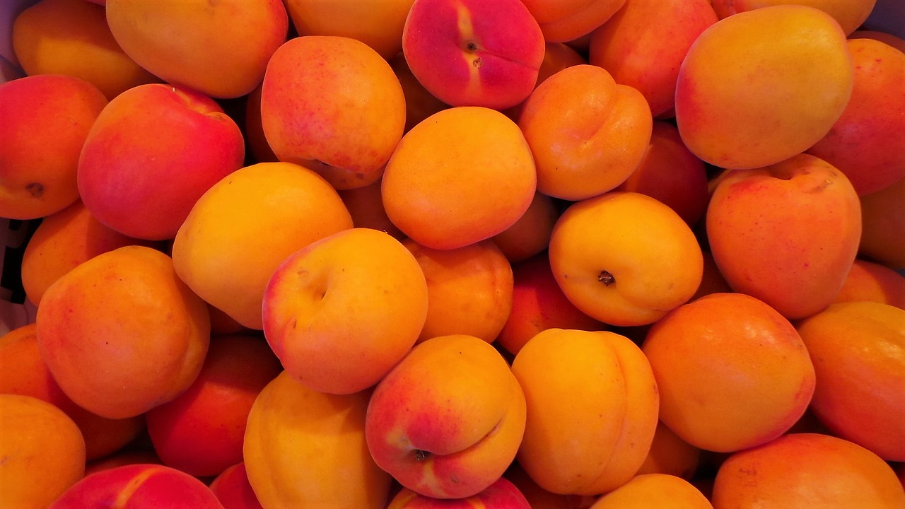 fruit apricot health free photo