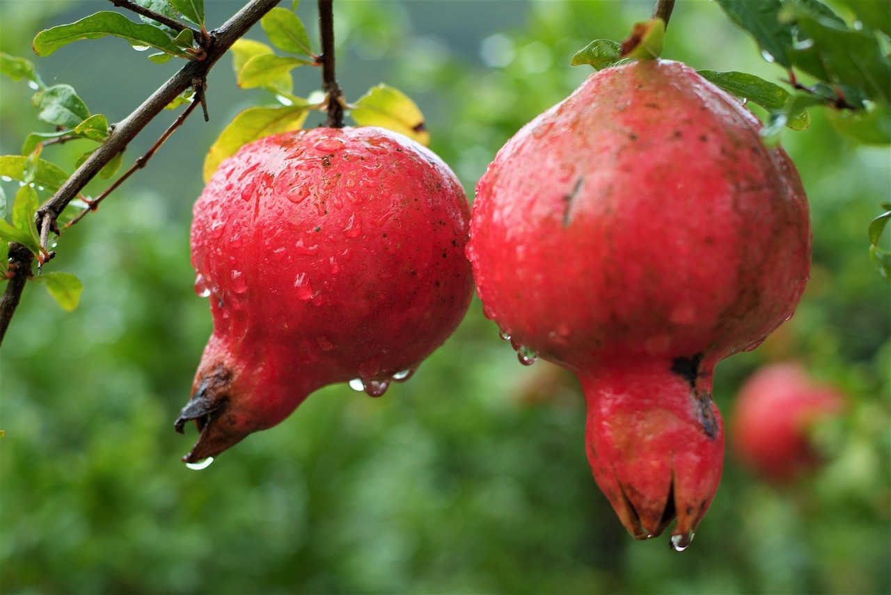 fruit pomegranate estrogen free photo