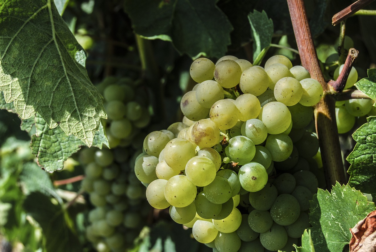 fruit grapes creeper free photo