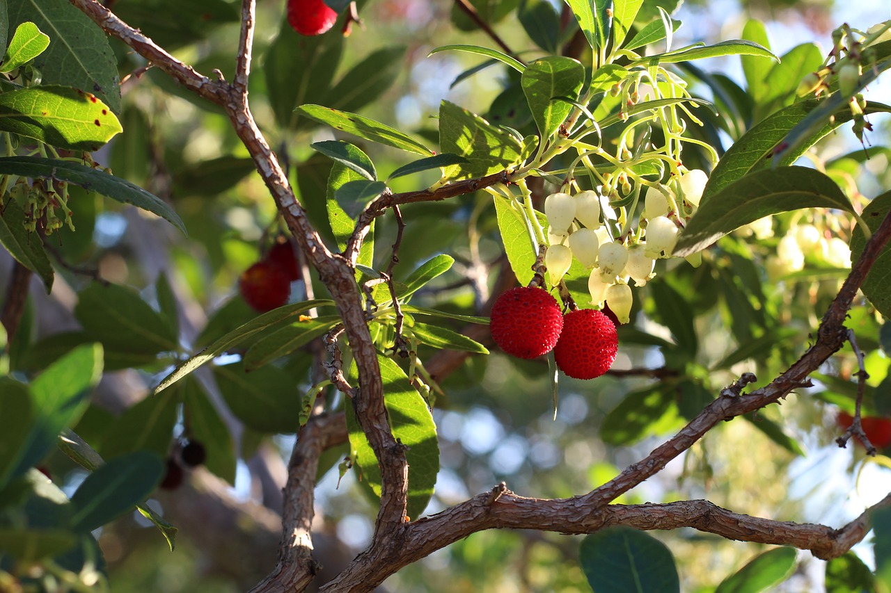 fruit tree nature free photo