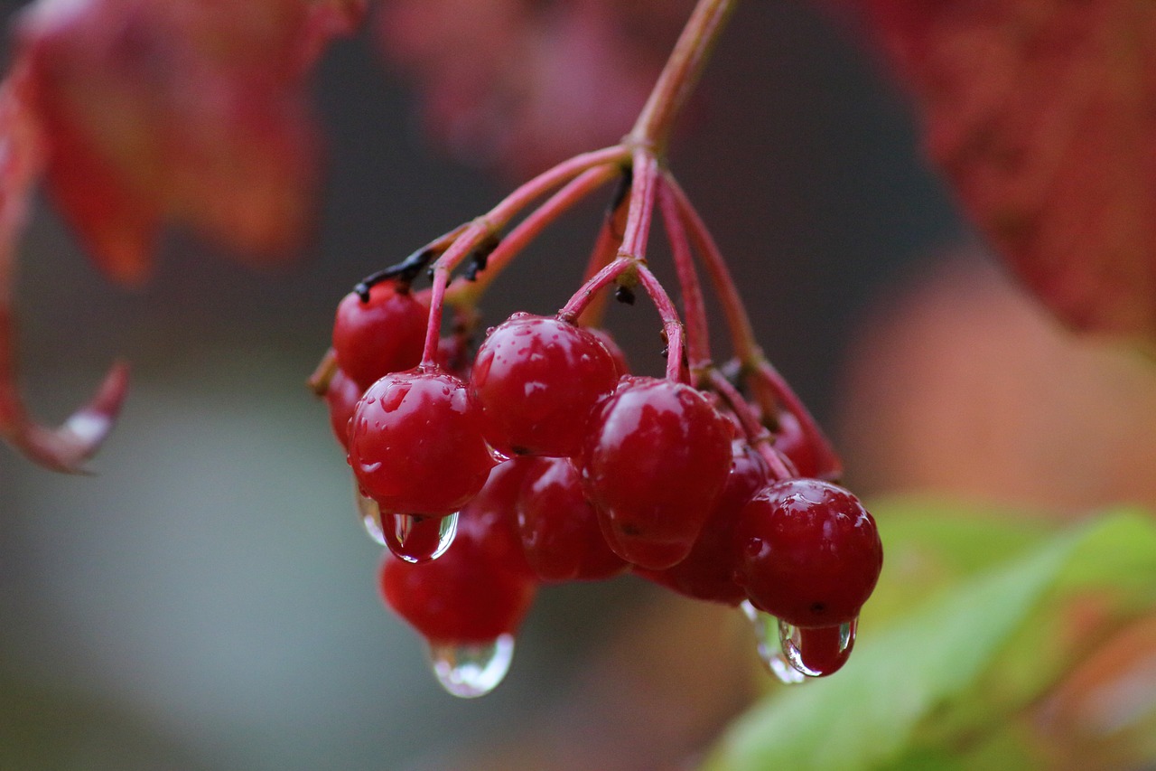 fruit nature berry free photo