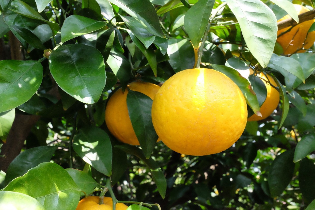 fruit leaf food free photo