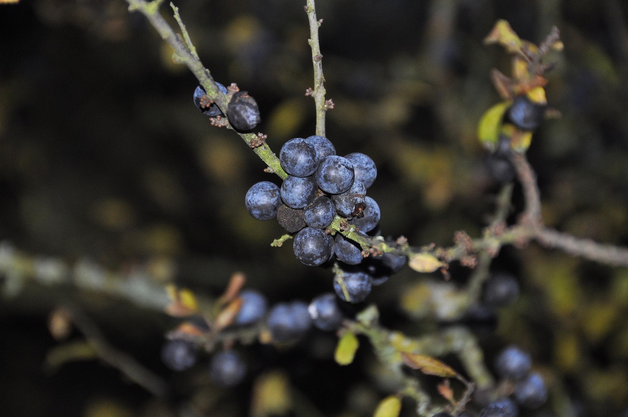 fruit nature tree free photo