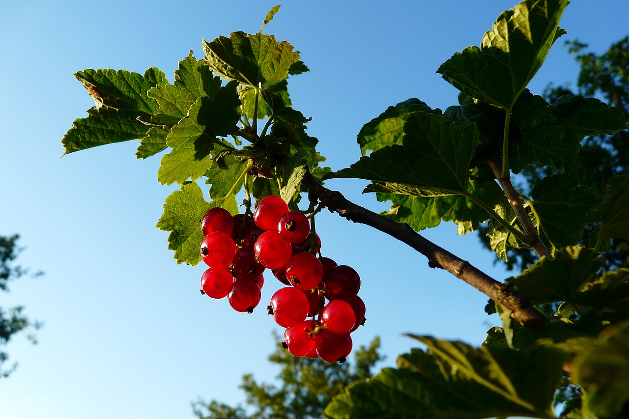 fruit nature sheet free photo