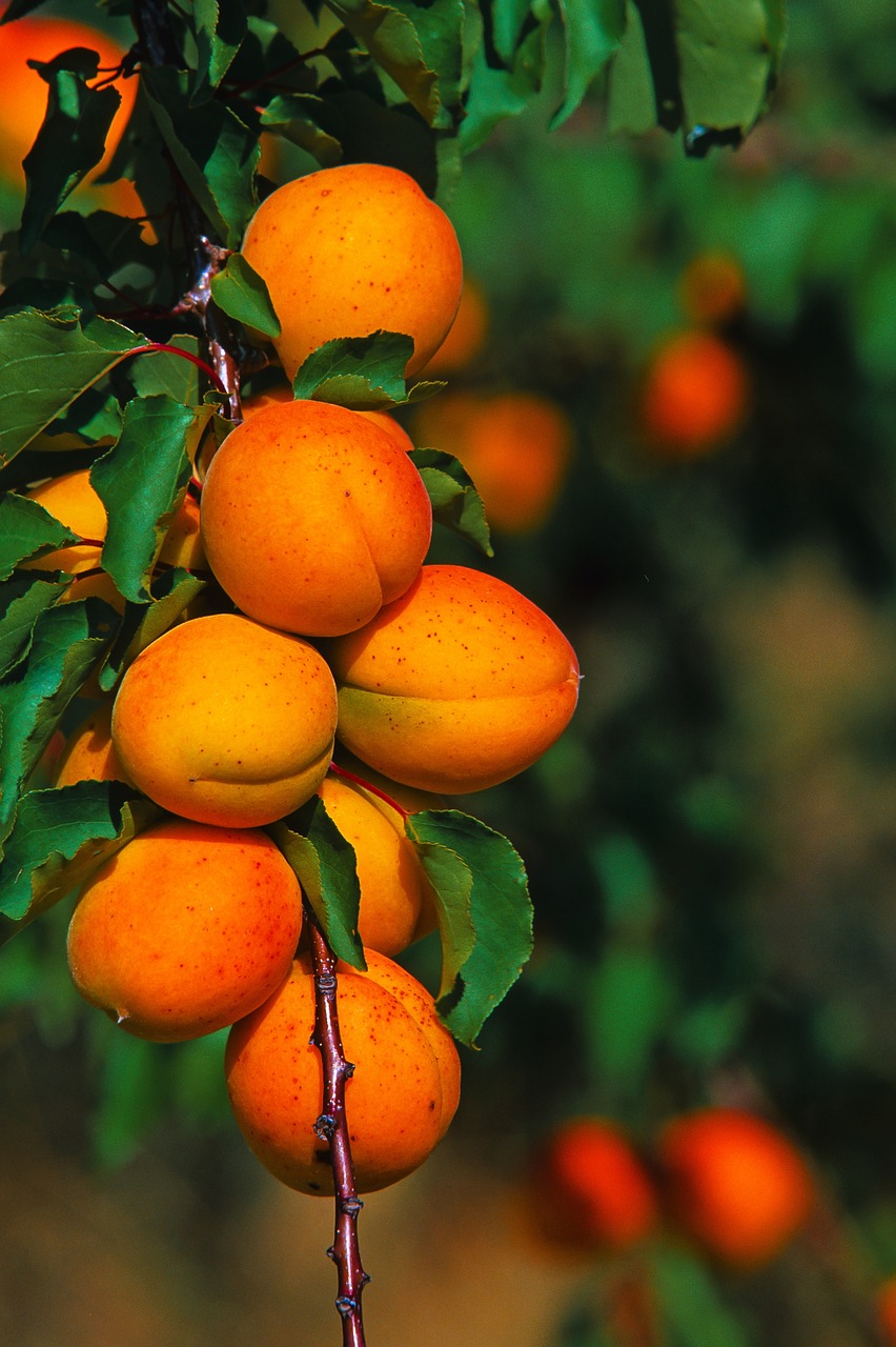 fruit leaf food free photo