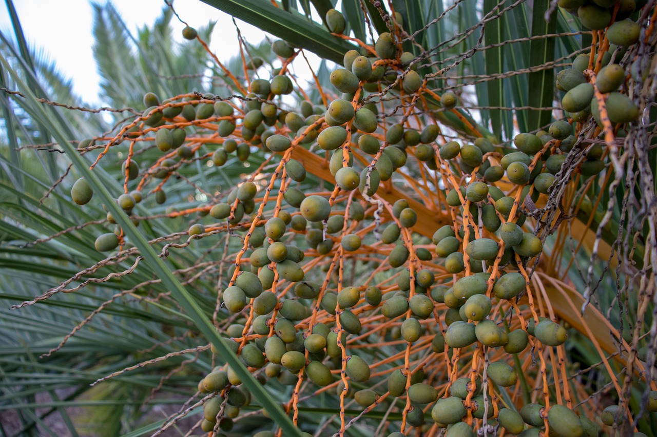 fruit tree food free photo