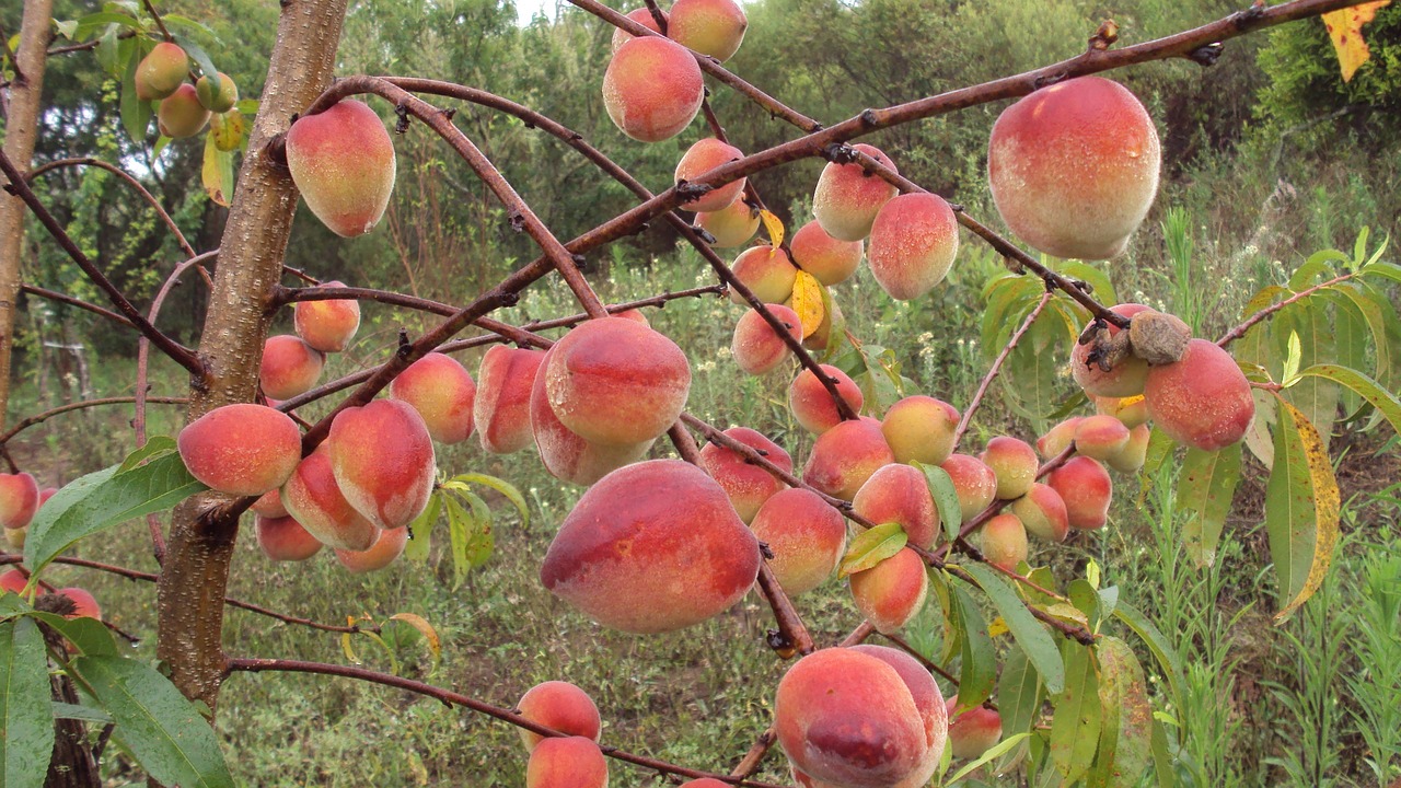 fruit tree nature free photo