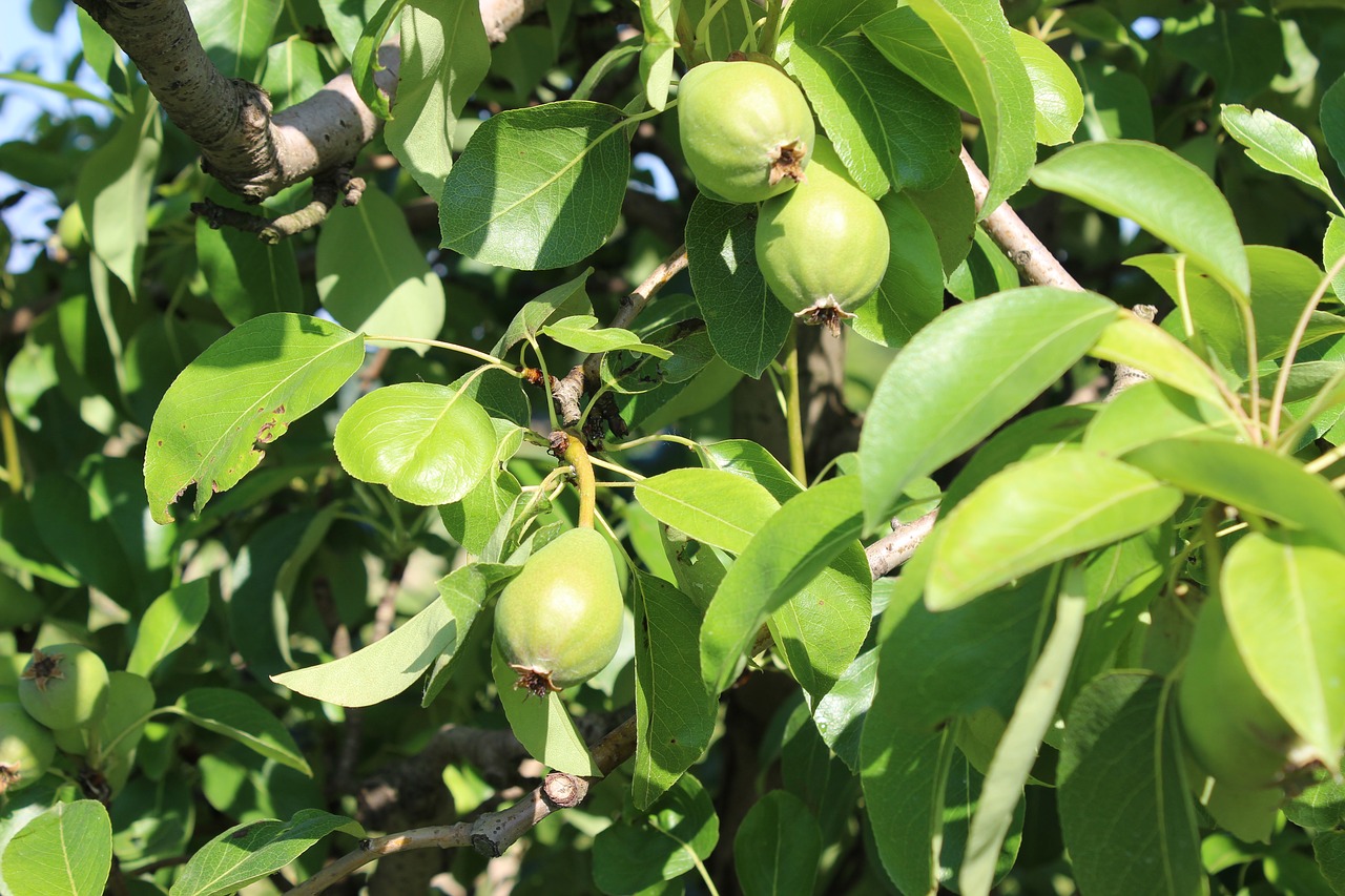 fruit agriculture nature free photo