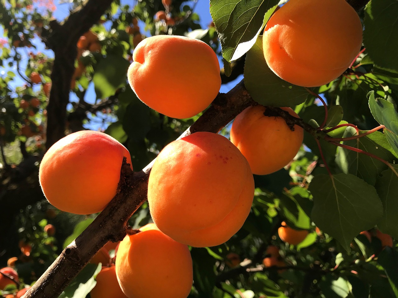 fruit leaf tree free photo