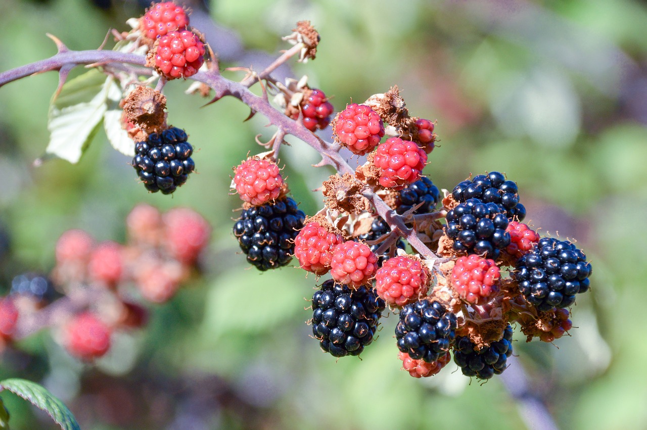 fruit nature food free photo