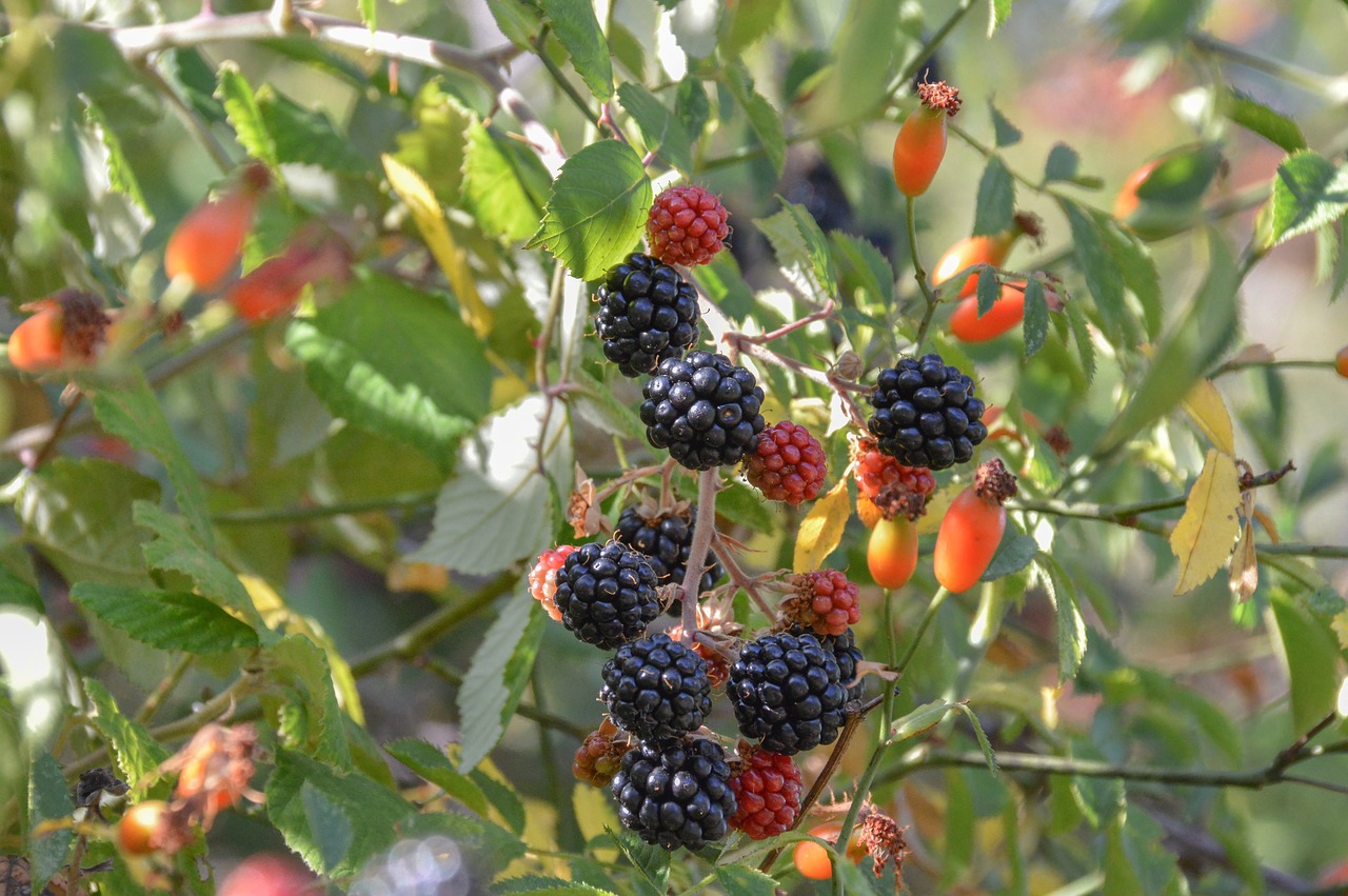 fruit berry nature free photo