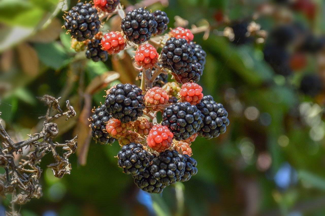 fruit nature food free photo