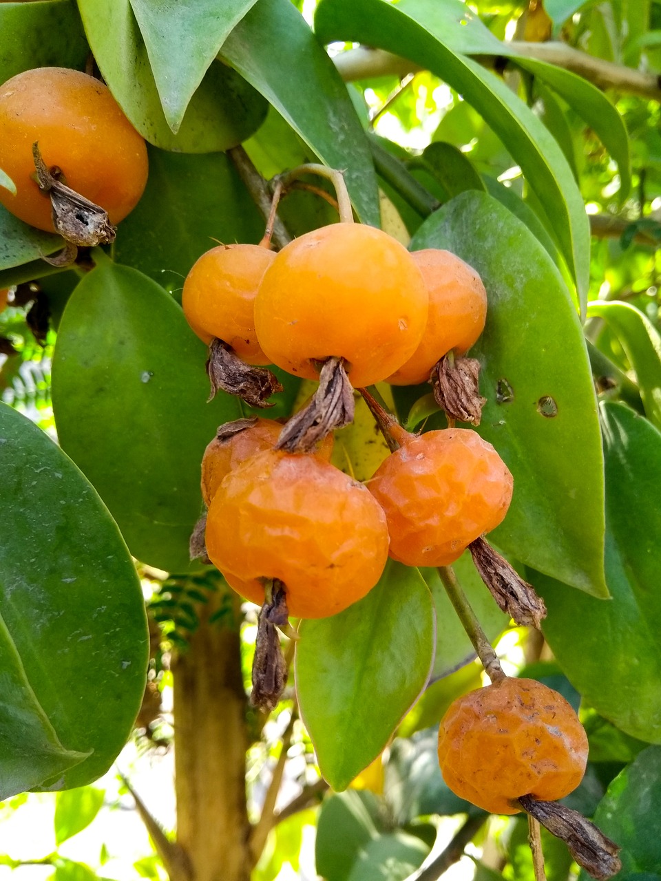 fruit food leaf free photo