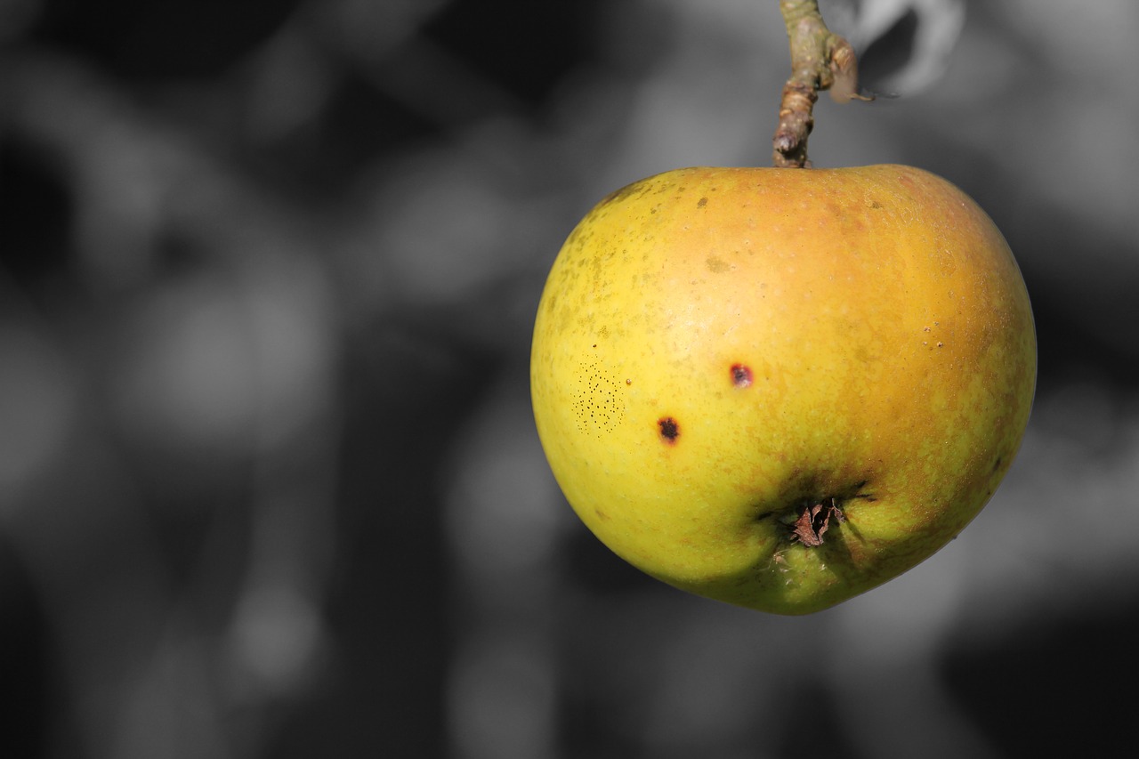 fruit food nature free photo