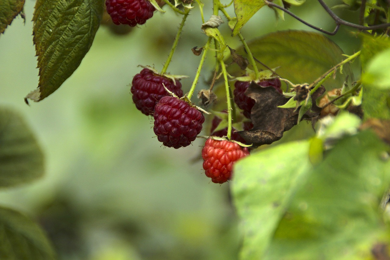 fruit nature leaf free photo