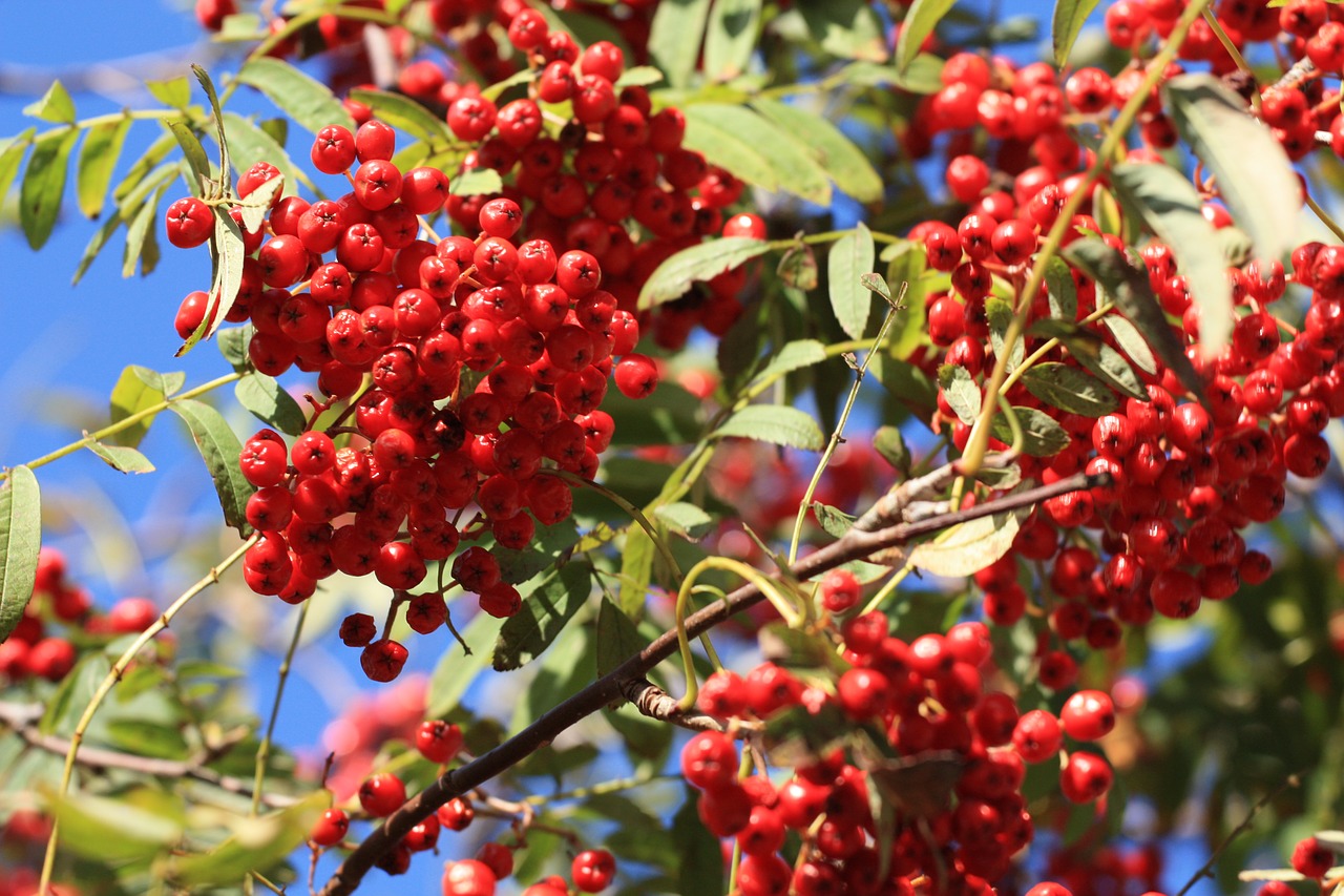 fruit rowanberries nature free photo