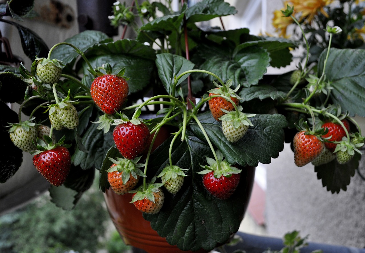 fruit strawberries leaf free photo