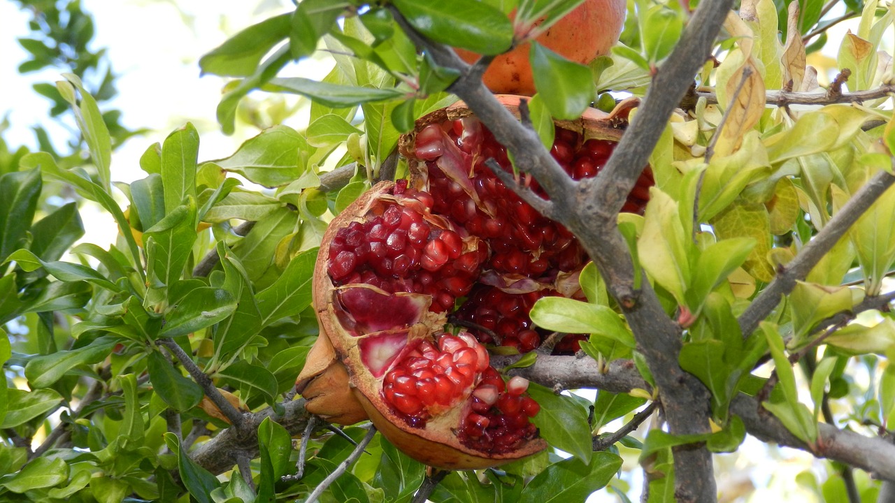 fruit nature food free photo