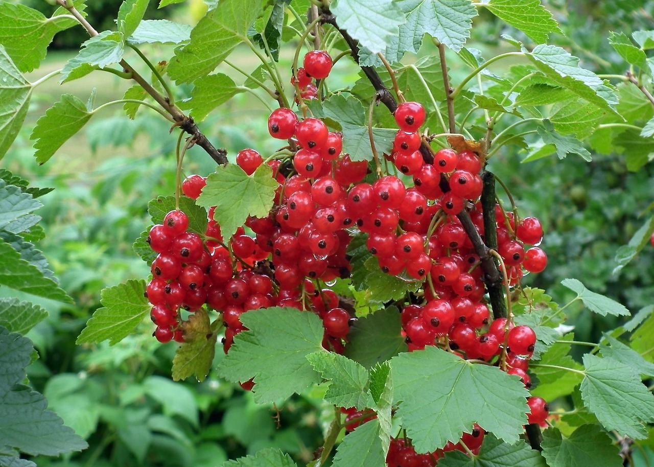 fruit currant red free photo