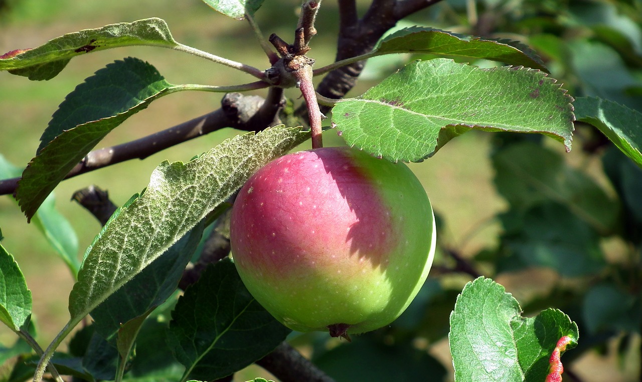 fruit apple sprig free photo