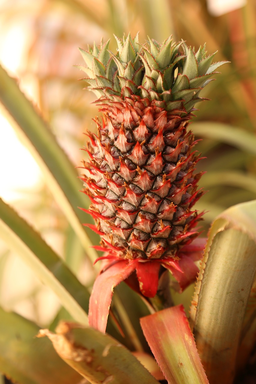 fruit food nature free photo