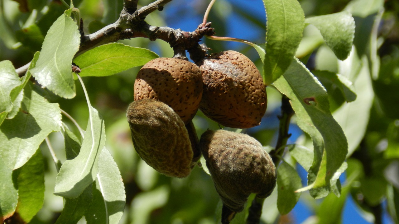 fruit nature food free photo