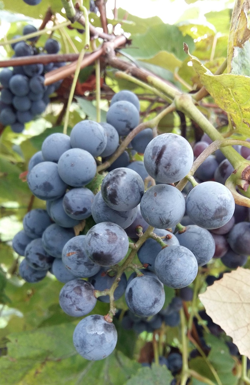 fruit food grape free photo