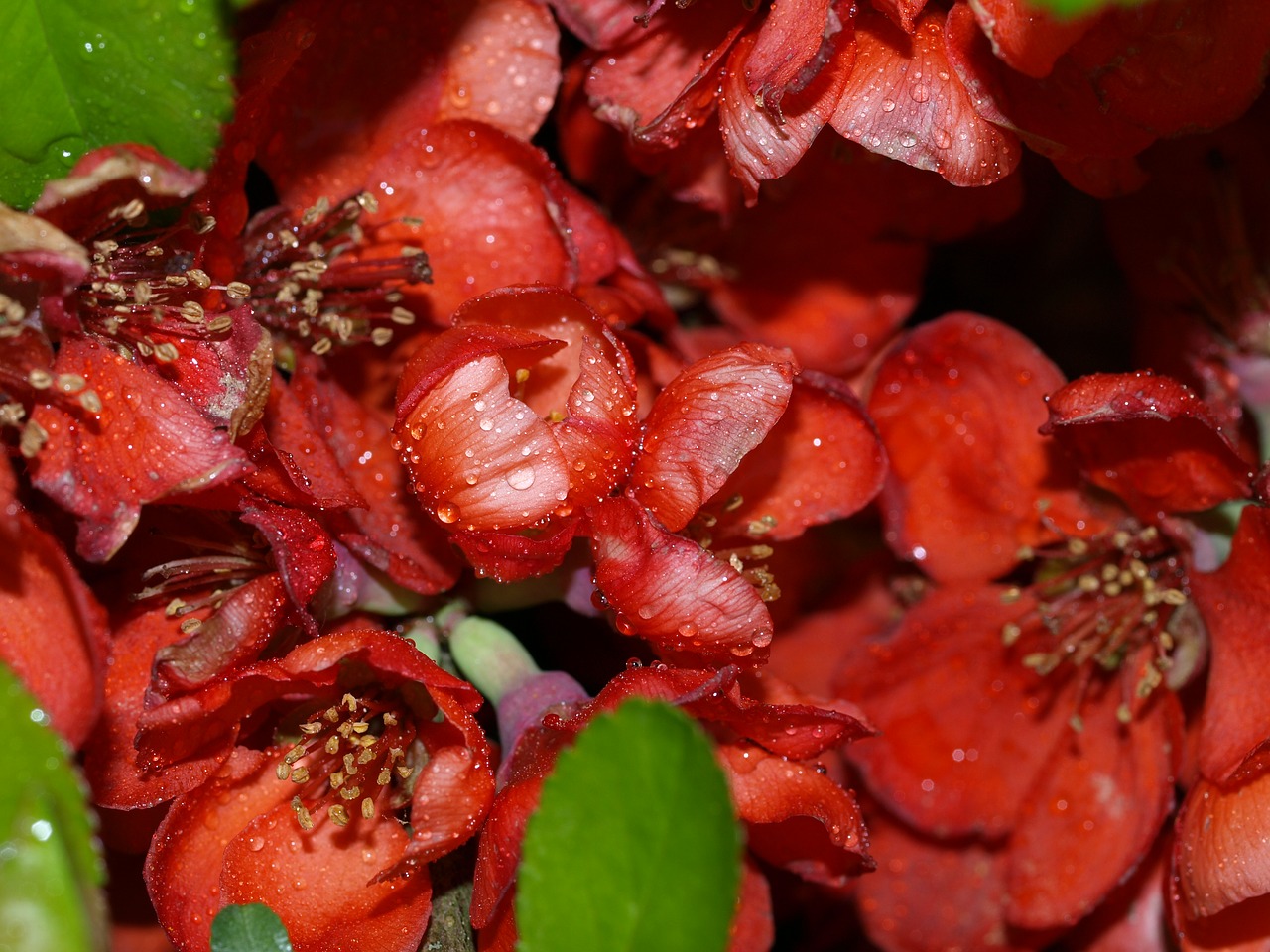 fruit closeup food free photo