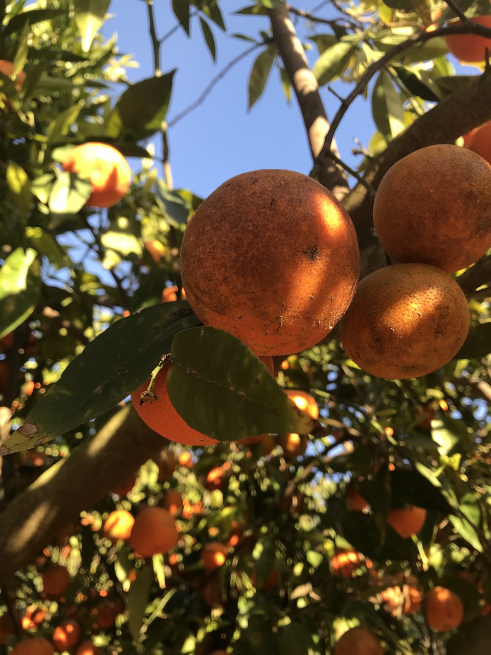 fruit tree food free photo