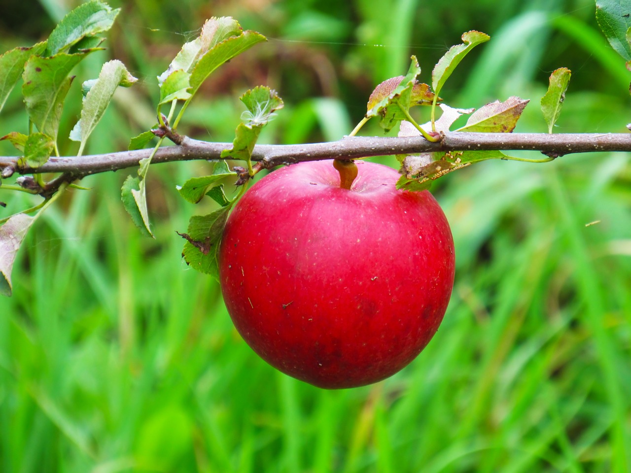 fruit nature food free photo