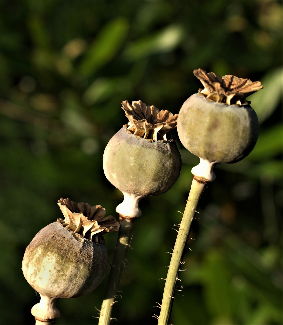 fruit nature food free photo