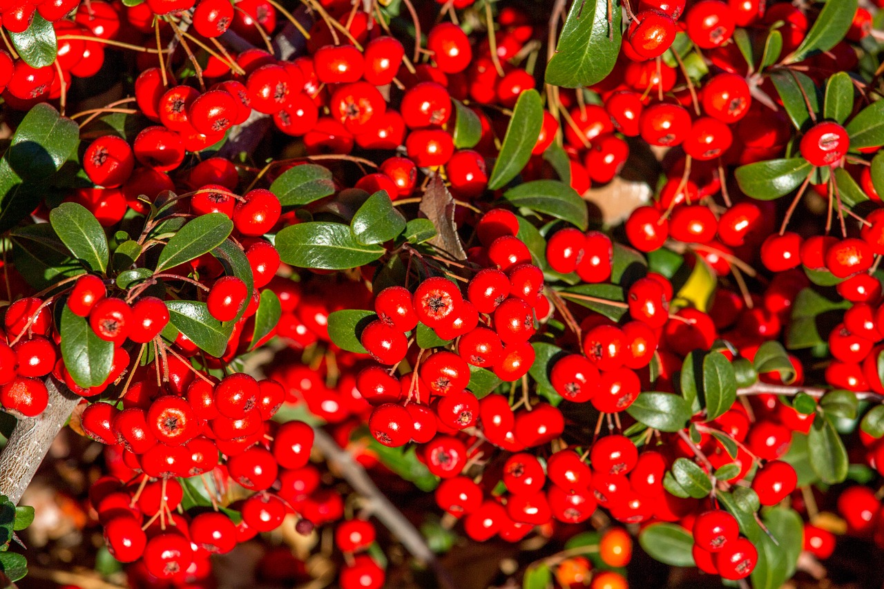 fruit berry nature free photo