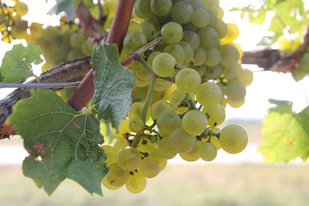 fruit nature plant free photo