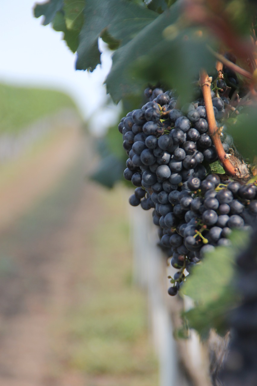 fruit climber vineyard free photo