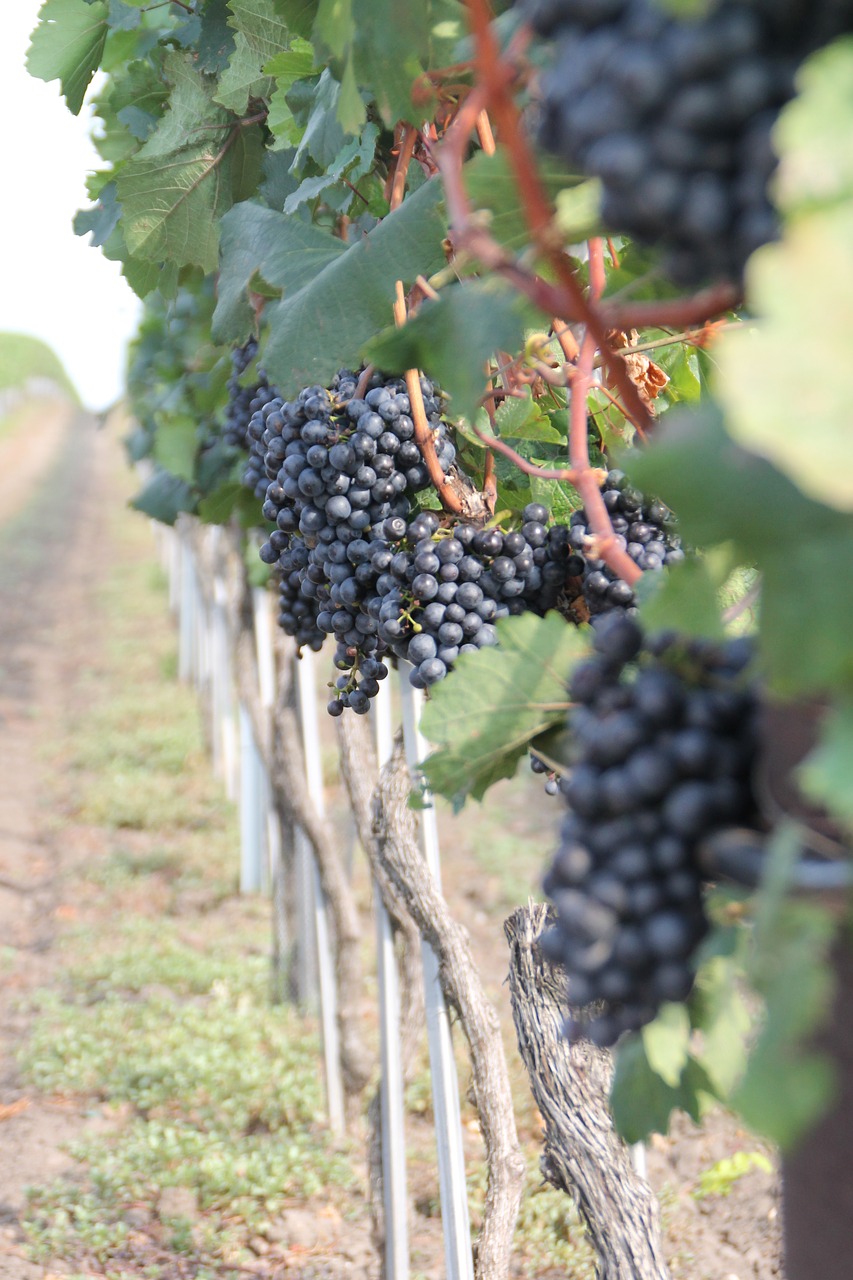 fruit climber vineyard free photo