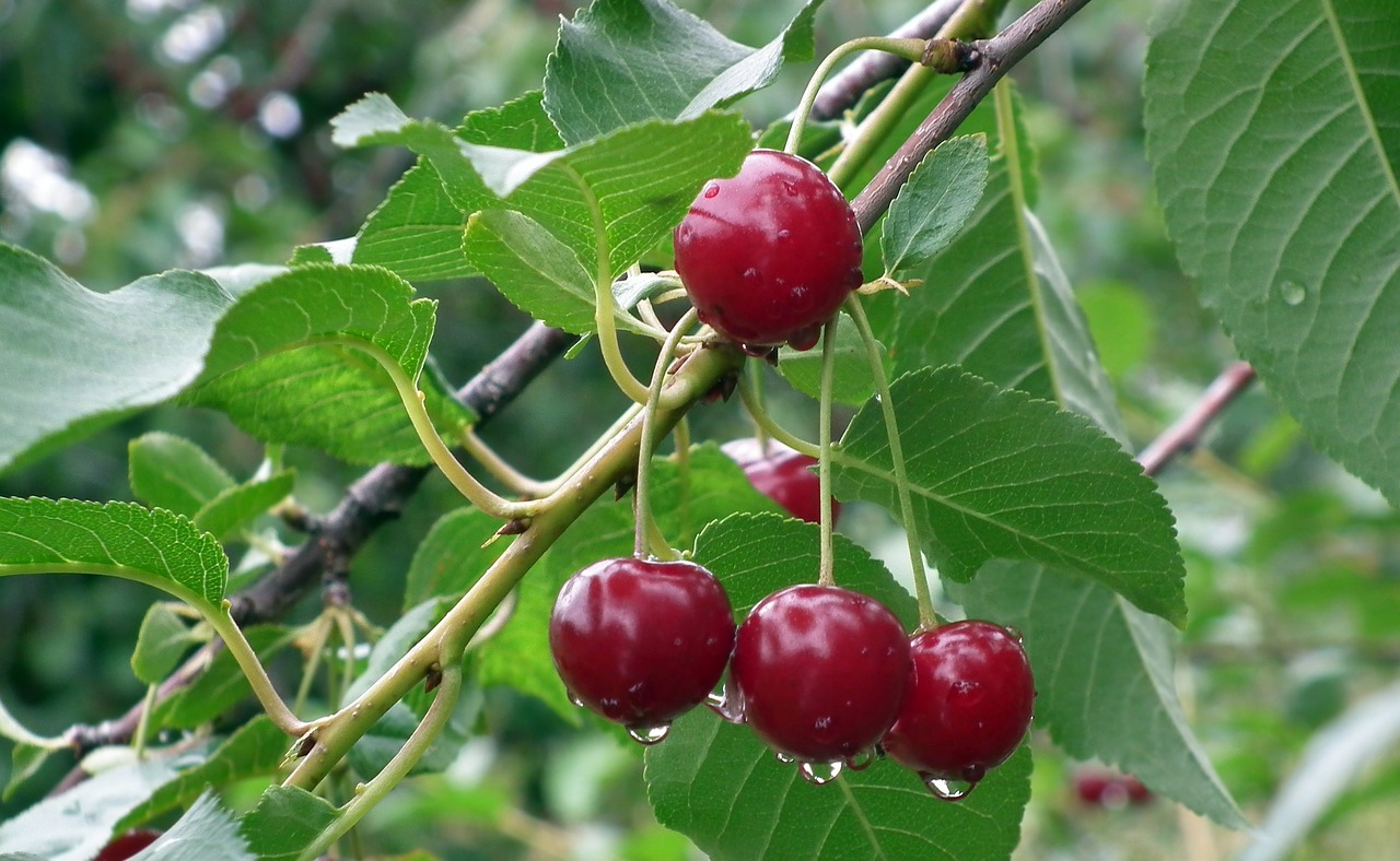 fruit cherries nature free photo