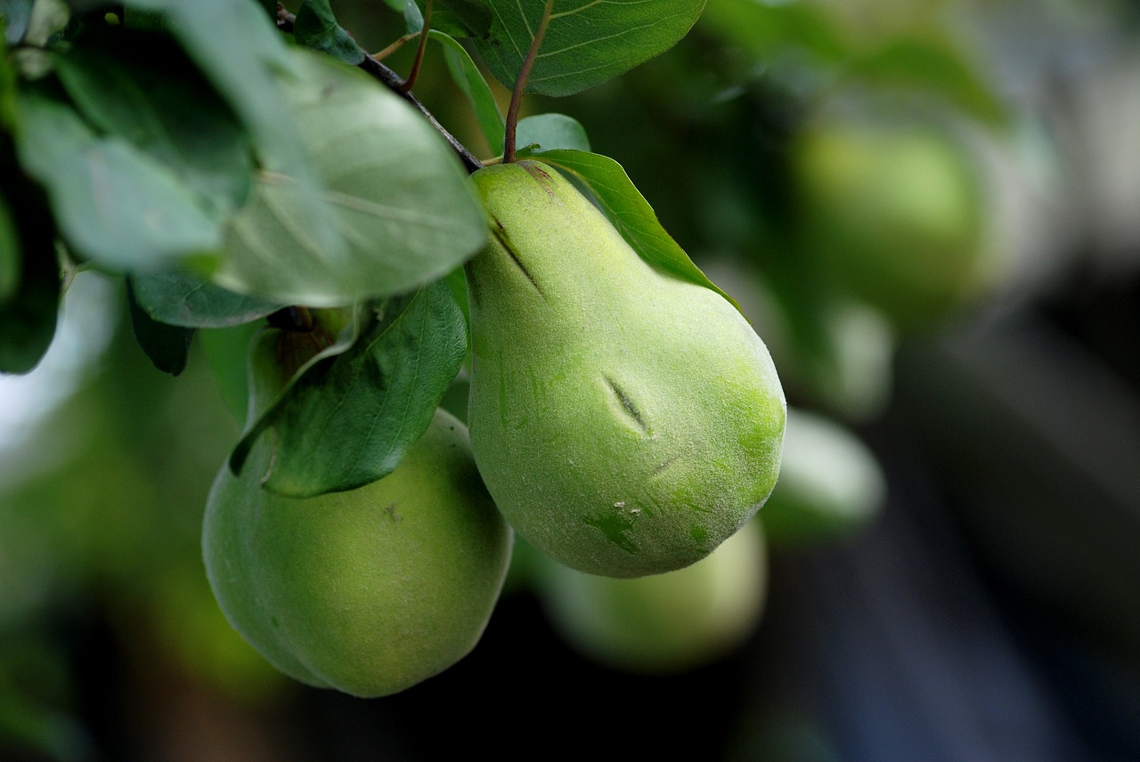 fruit eating leaf free photo