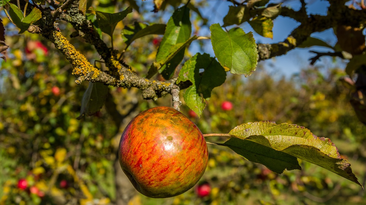 fruit nature tree free photo