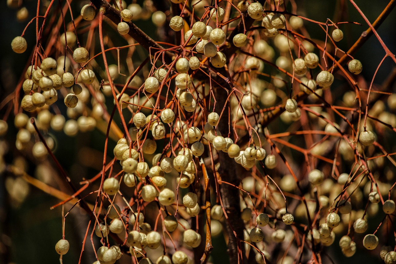 fruit flora food free photo