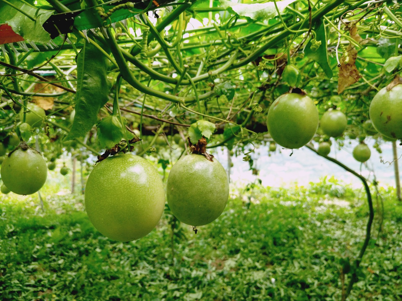 fruit leaf food free photo