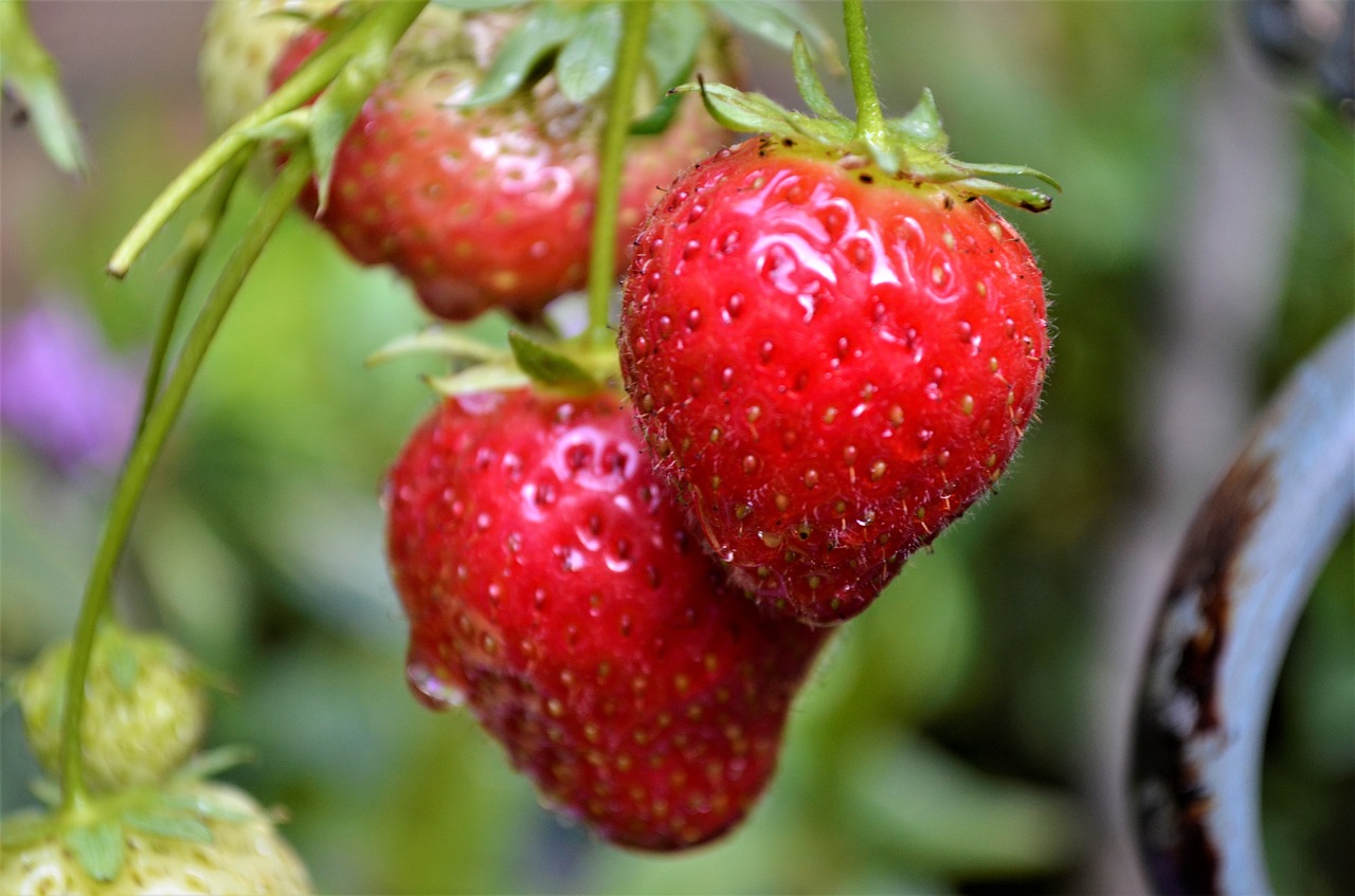 fruit food nature free photo