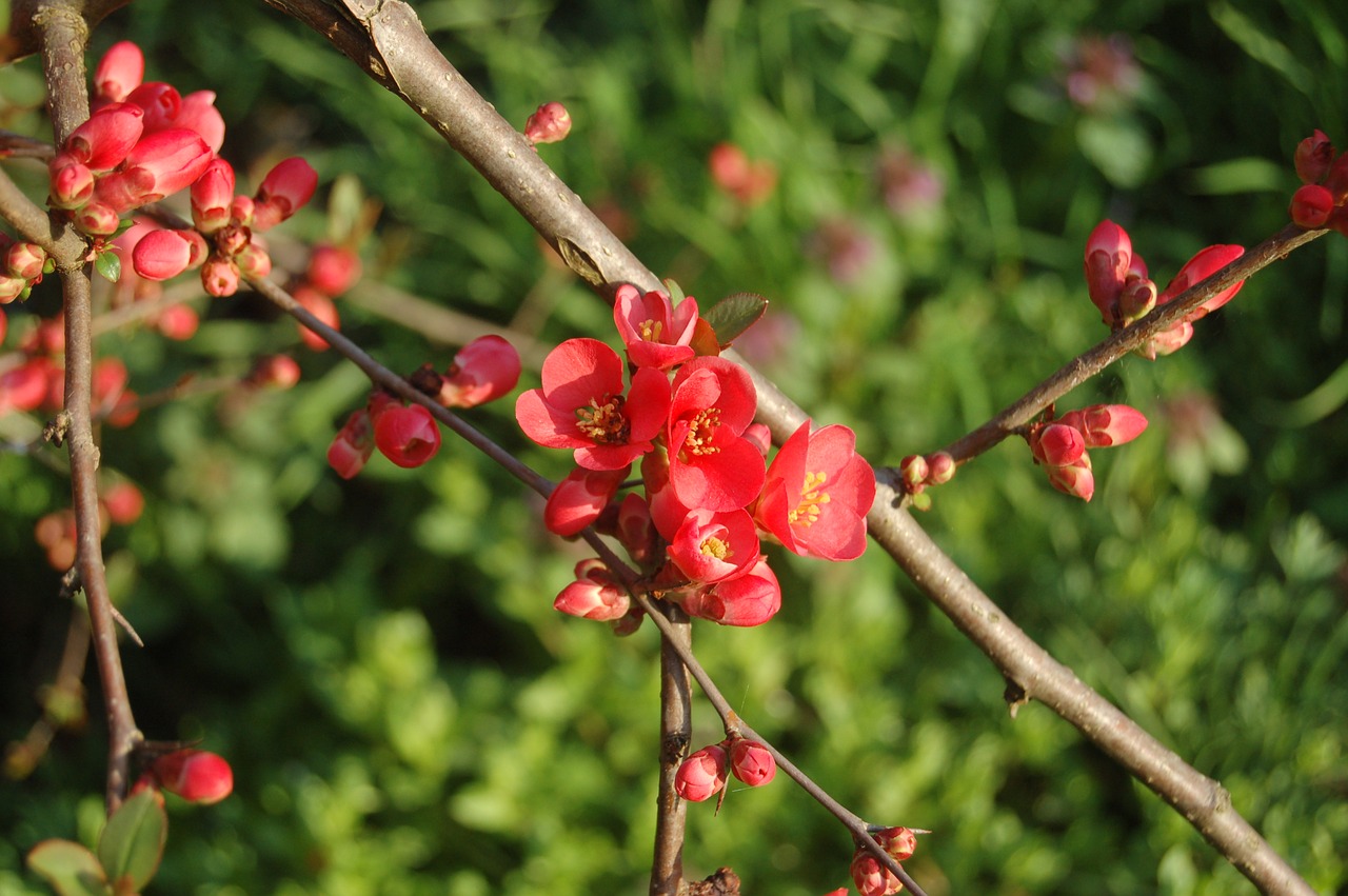 fruit nature tree free photo