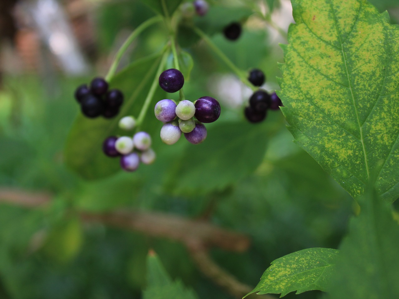 fruit green violet free photo